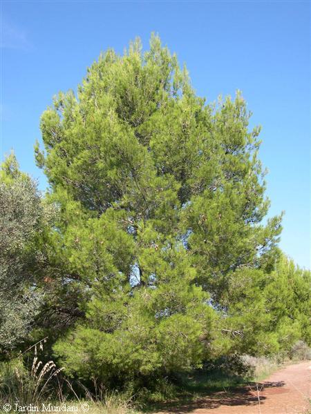 pi-illeta.jpg