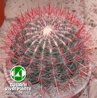 pianta_stainesii_pilosus.jpg