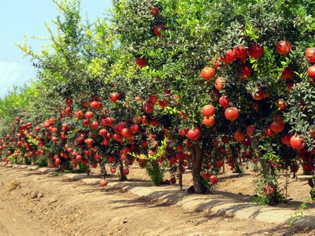 piantagione_di_melograni_cultivar_Wonderful.jpg