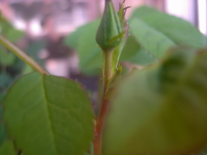 PIC02013.jpg