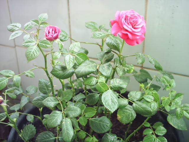 PIC_0001-2.jpg