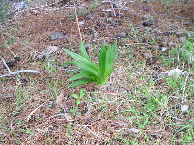 PIC_000110.JPG