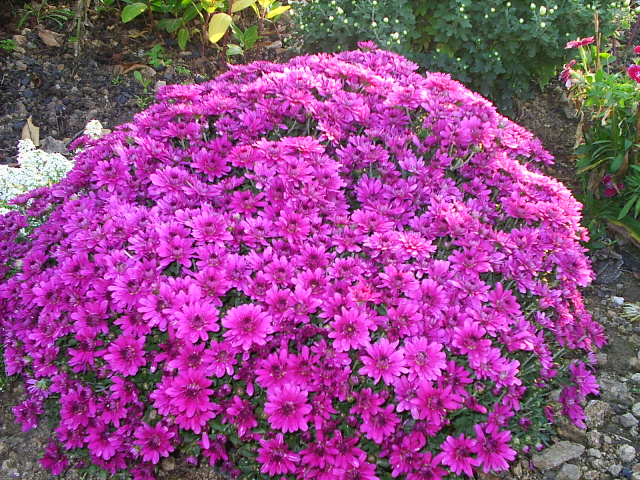 PIC_00018.JPG
