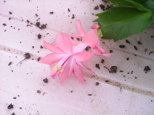 PIC_00036.JPG