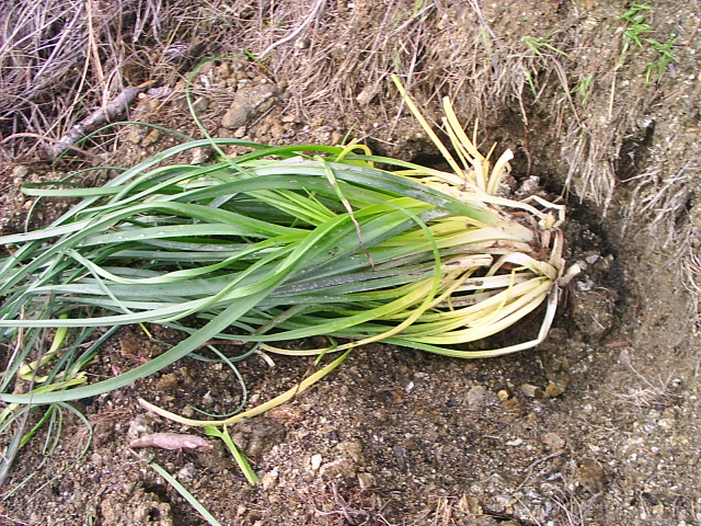 PIC_00037.JPG