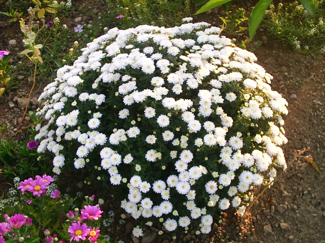 PIC_00047.JPG