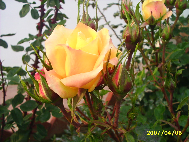 PIC_00061.JPG