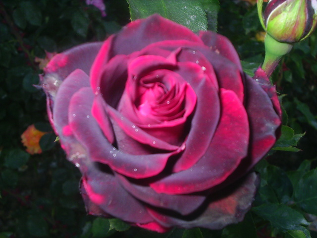 PIC_00063.JPG