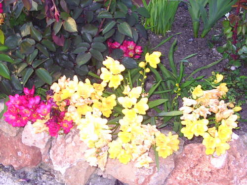 PIC_00071.JPG