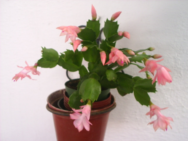 PIC_000910.JPG