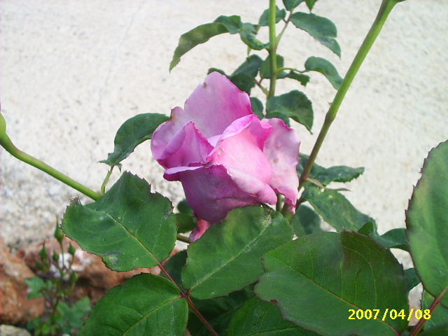 PIC_00112.JPG