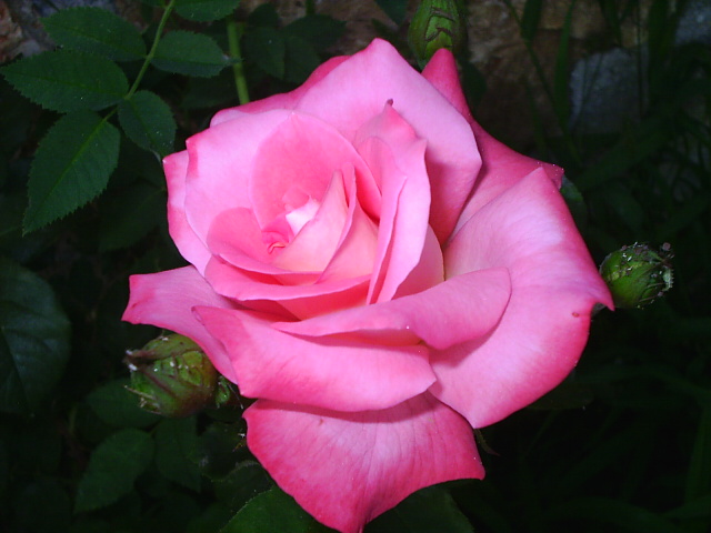 PIC_00116.JPG