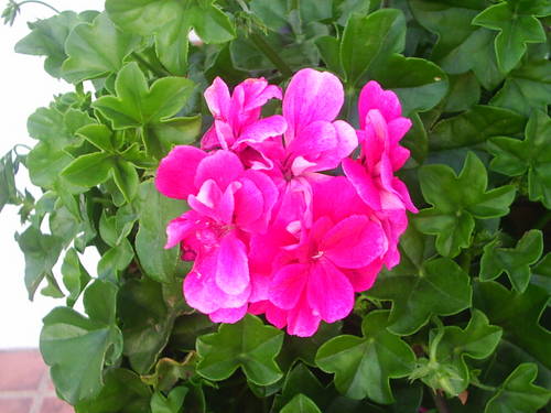 PIC_0013.JPG