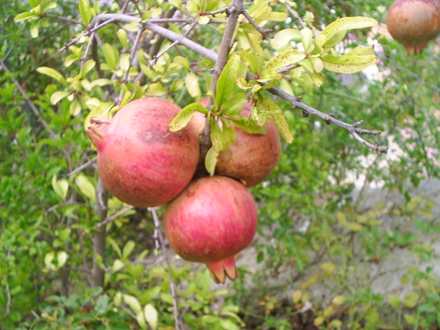 PIC_001311.JPG