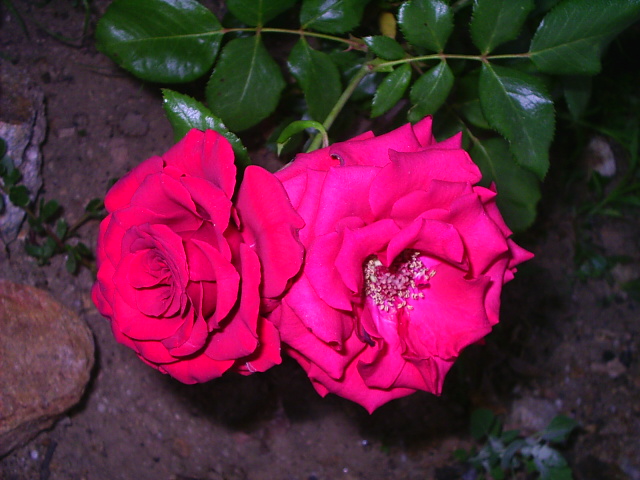 PIC_00145.JPG