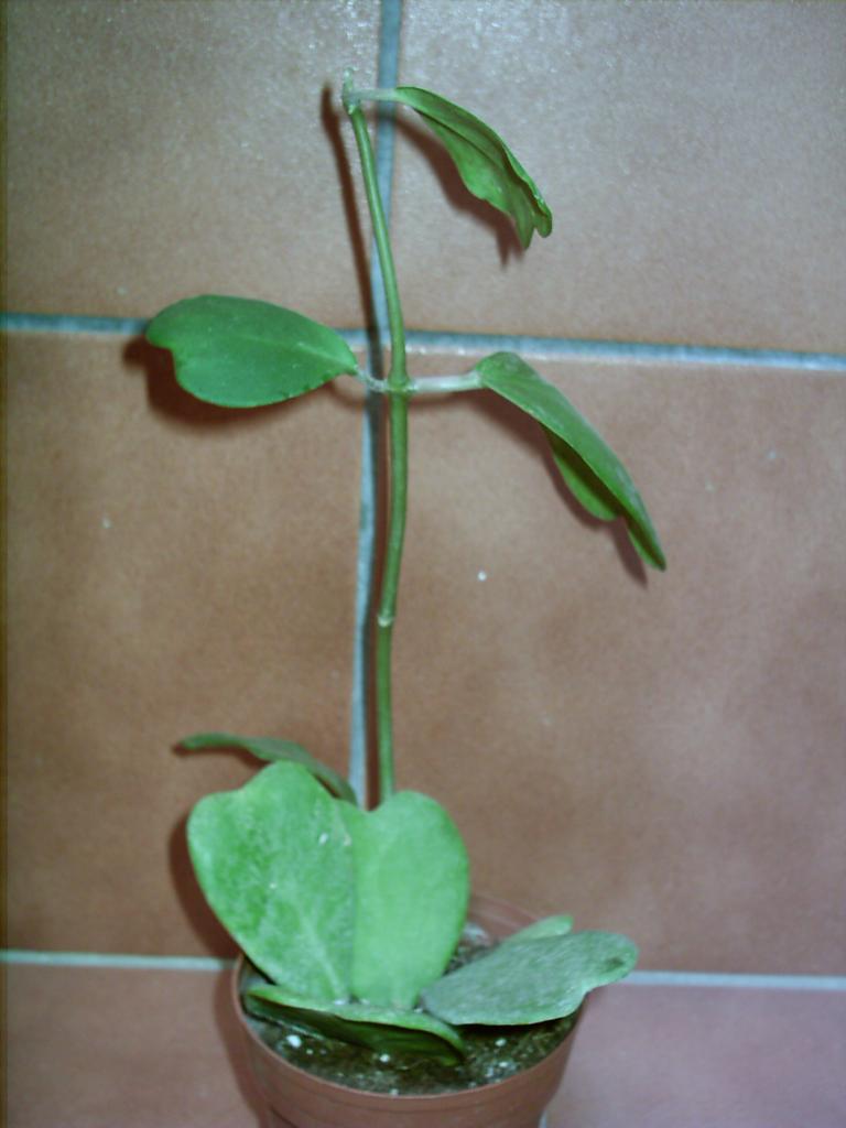PIC_00152.jpg