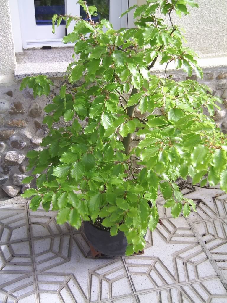 PIC_0016.jpg