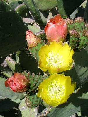 PIC_00163.JPG