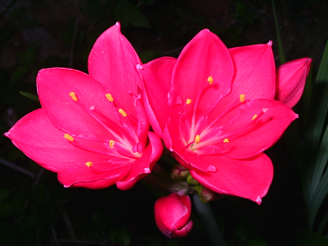 PIC_00172.JPG