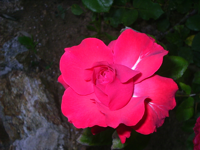 PIC_00181.JPG