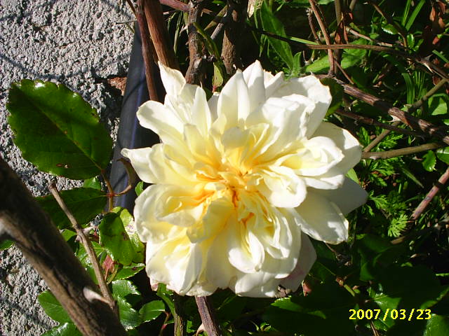 PIC_0019.JPG