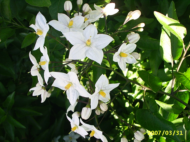 PIC_00211.JPG