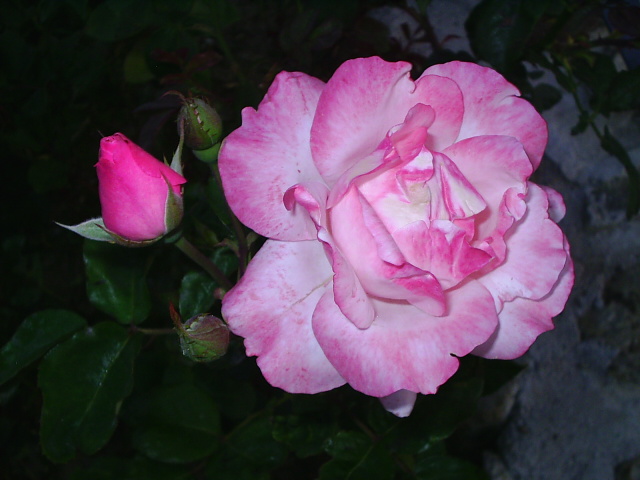 PIC_00216.JPG