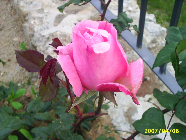 PIC_00231.JPG