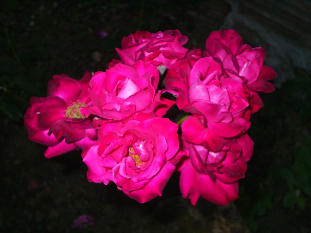 PIC_00234.JPG