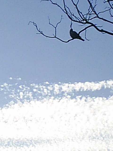 PIC_00243.JPG