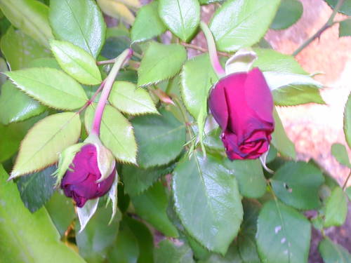 PIC_0025.JPG