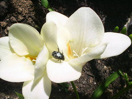 PIC_00251.JPG