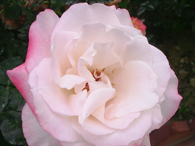PIC_00254.JPG