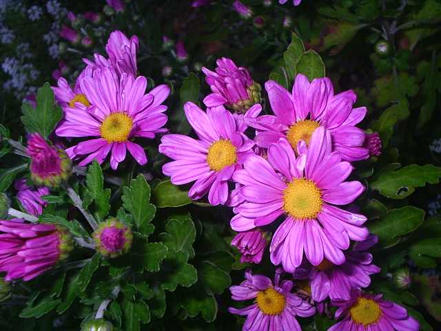 PIC_00265.JPG