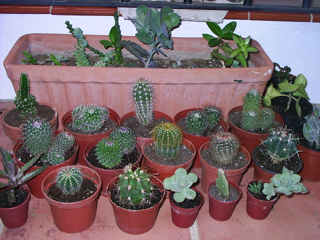 PIC_00274.JPG