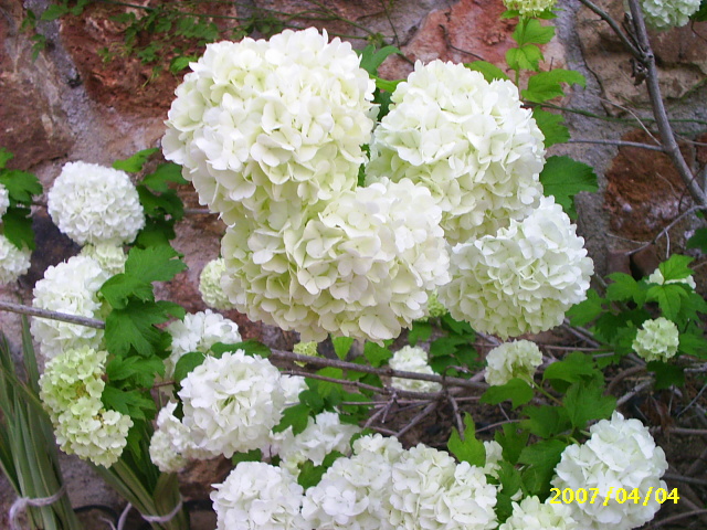 PIC_00281.JPG