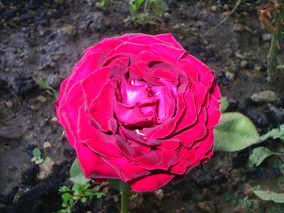 PIC_00315.JPG