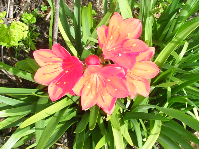 PIC_00328.JPG