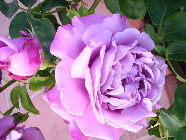 PIC_00352.JPG