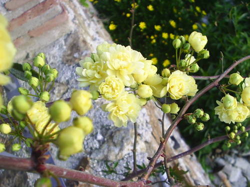 PIC_0038.JPG