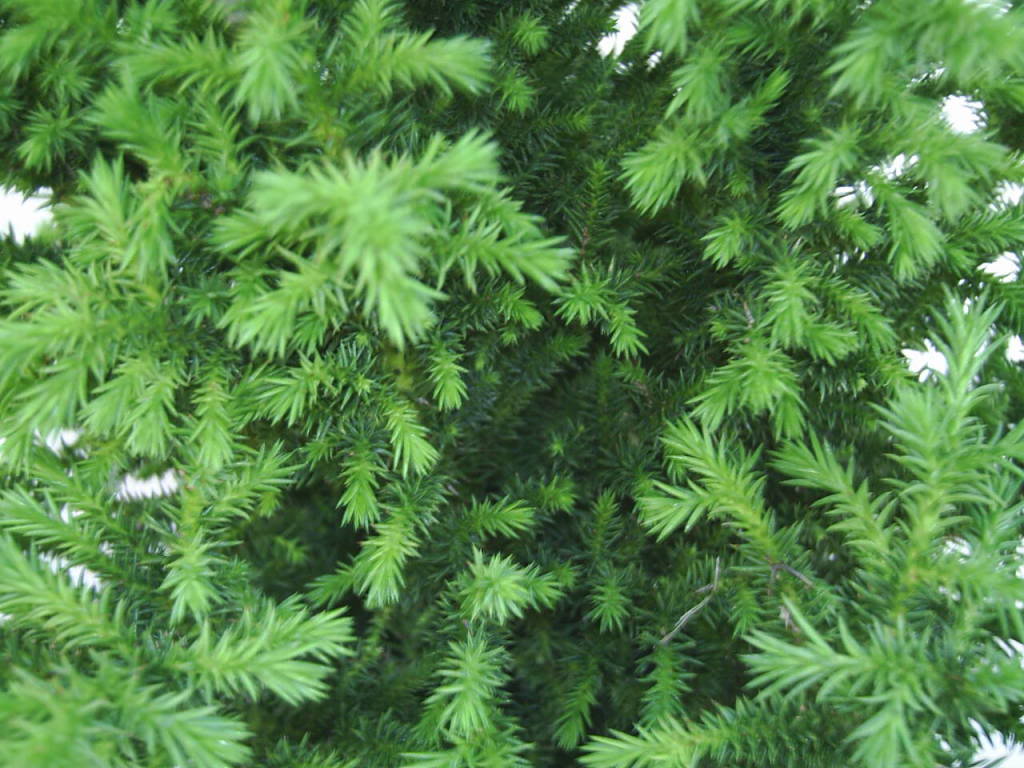 PIC_0042.jpg