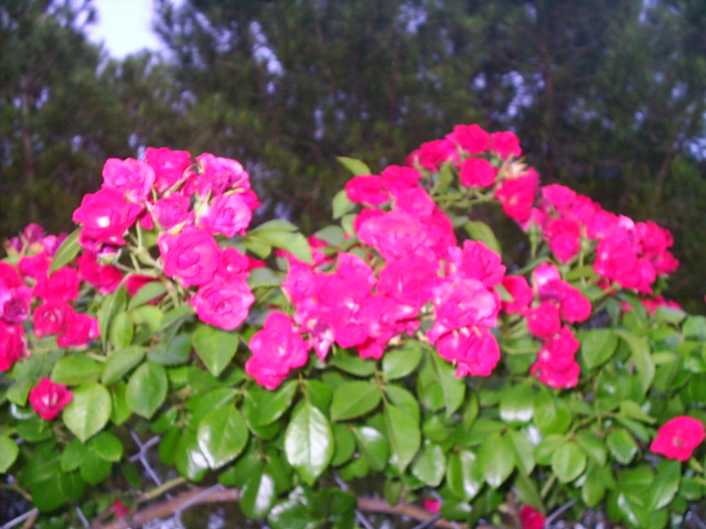 PIC_00442.JPG