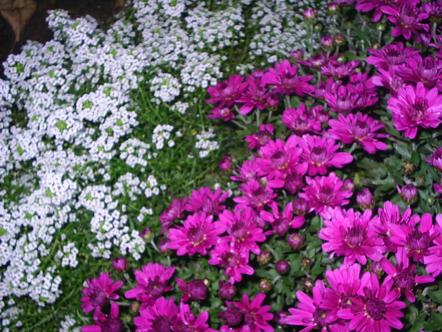 PIC_00444.JPG