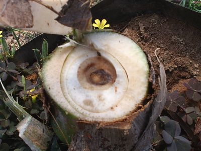 PIC_0085C.jpg