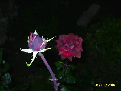 PIC_0130.JPG