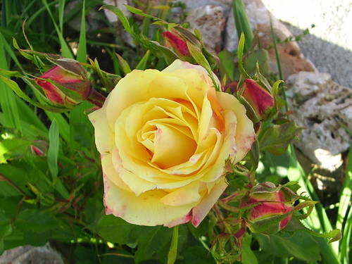 PIC_0146.JPG