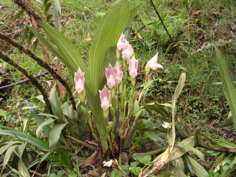 PIC_0436.jpg