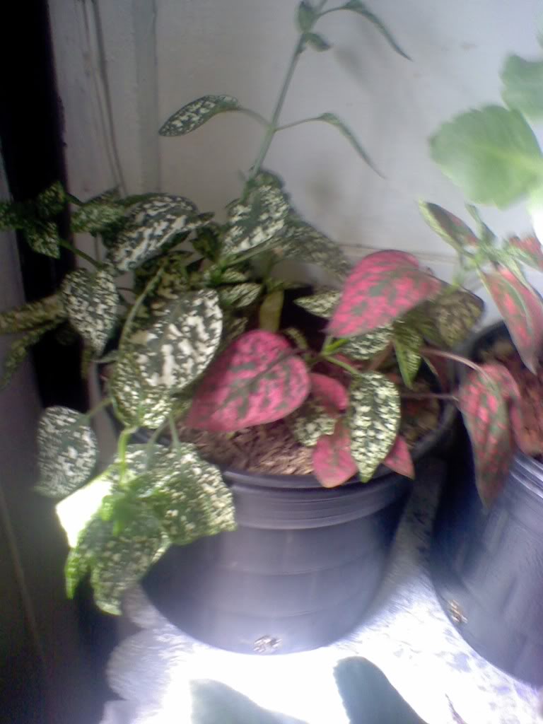 Pic_0725_292.jpg