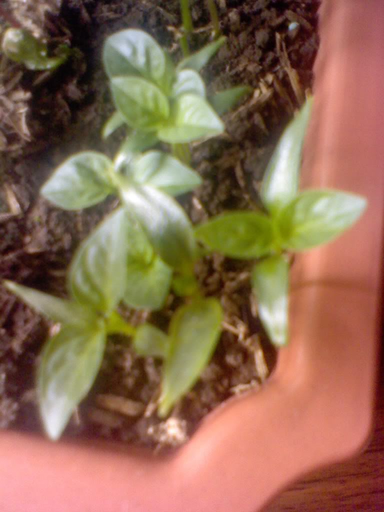 Pic_0725_299.jpg