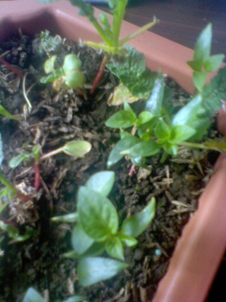 Pic_0725_300.jpg